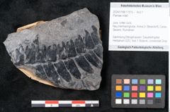 Foto (Objekt + Etikett) von Plantae indet.  (NHMW-GEO-2024-0188-11515)